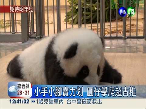 圓仔匍匐學爬行 預計明年初見客