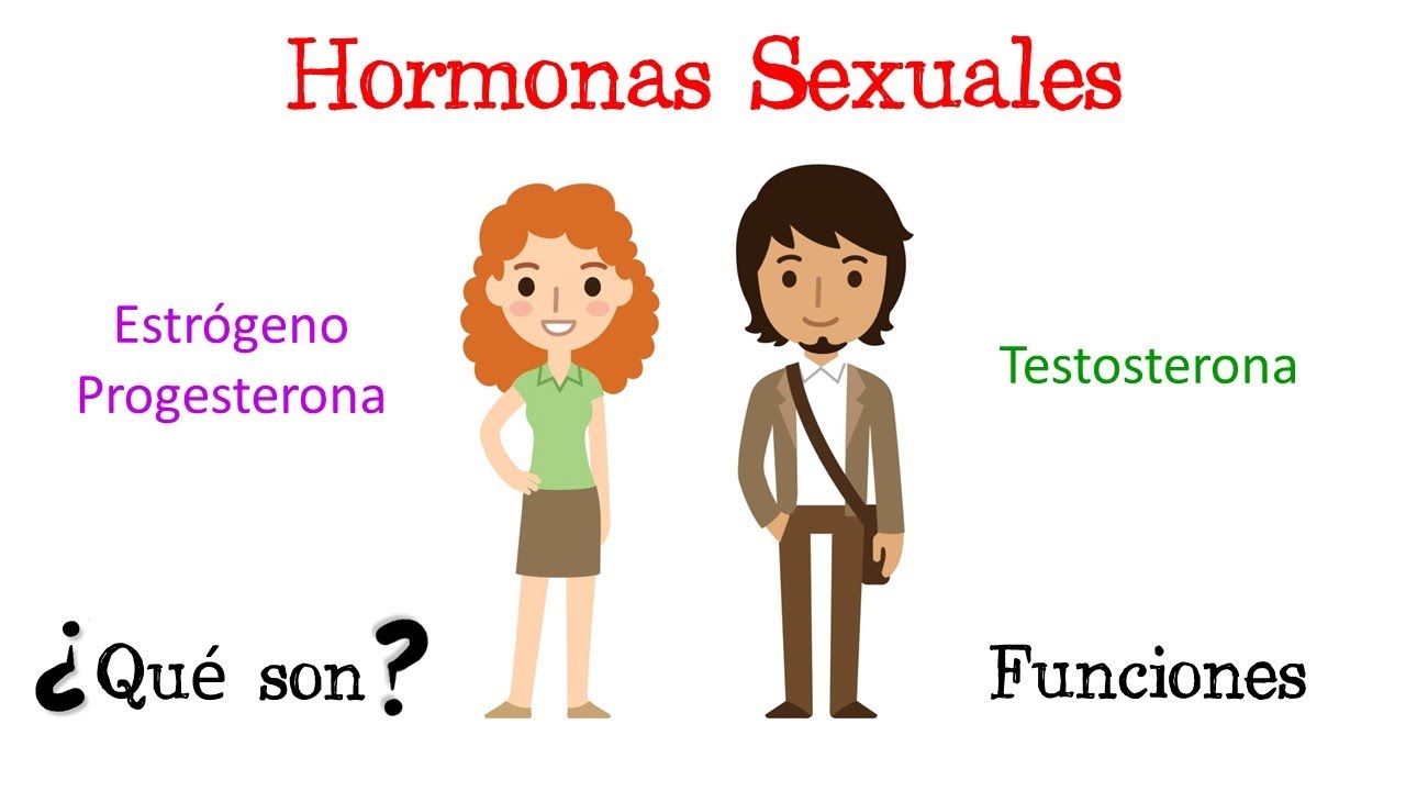 💥 Hormonas Sexuales: Estrógeno, Progesterona y Testosterona 💥  [Fácil y Rápido] | BIOLOGÍA |
