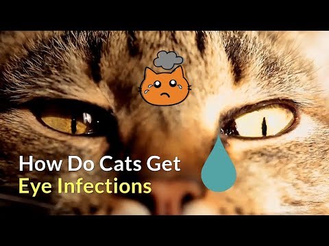 How Do Cats Get Eye Infections | Causes and Prevention