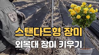 【스탠다드 장미키우기】 나무 위에서 풍성하게 피는 외목대 장미 