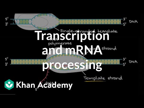 Transcription and mRNA processing | Biomolecules | MCAT | Khan Academy Video