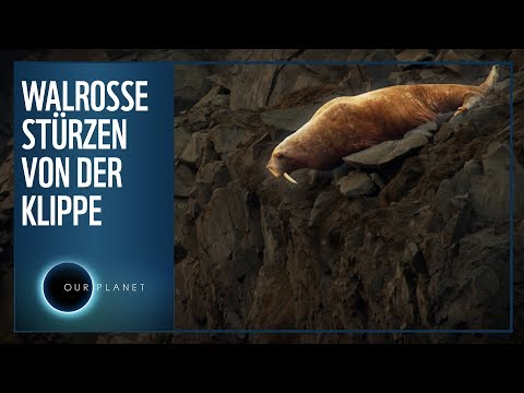 Warum stürzen Walrosse von der Klippe? | WWF Unser Planet