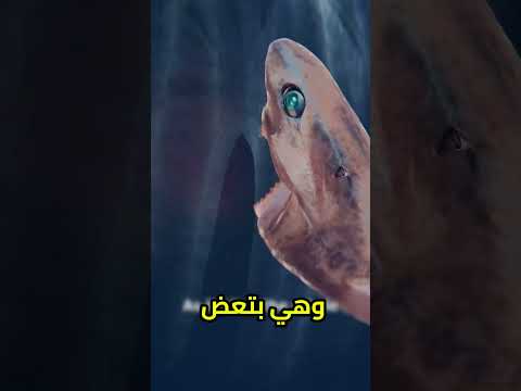 أصغر قرش في العالم بياكل من الحوت وهو عايش! 🦈😱 #shorts #قصص #اكسبلور