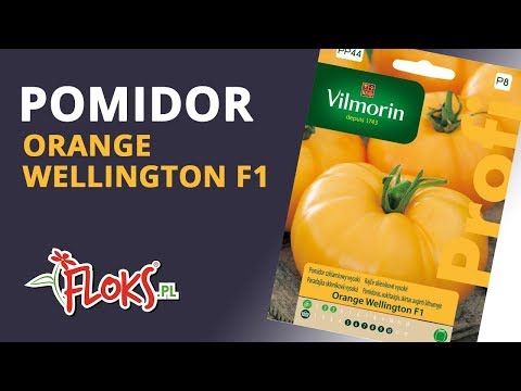 , title : 'Pomidor szklarniowy Orange Wellington Vilmorin | Floks.pl'