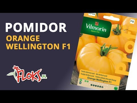 download lagu mp3 mp4 Orange Wellington Tomato Seeds, download lagu Orange Wellington Tomato Seeds gratis, unduh video klip Orange Wellington Tomato Seeds