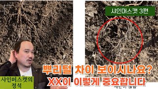 샤인머스캣 뿌리 차이가 농사 성패를 좌우합니다 | 샤인머스캣에 폴리인산을 공급해봤습니다. | 2025년 샤인…