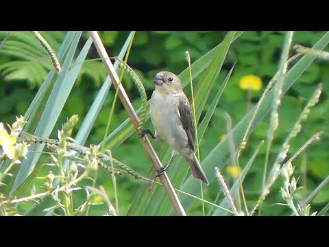 Kňažík diamantový (Sporophila lineola) — starostlivosť, voliéra a kŕmenie