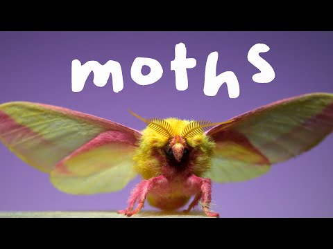 This Will Make You Appreciate Moths In a New Way