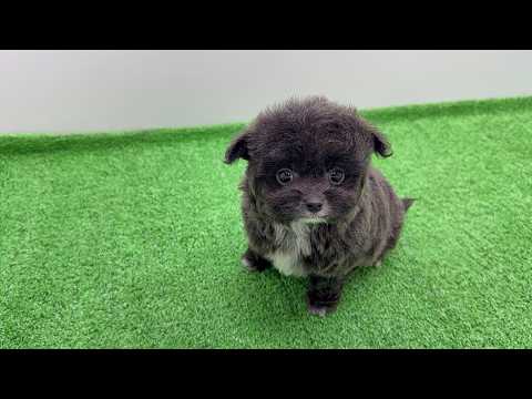 YouTube動画のサムネイル