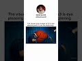 4K Demon Slayer Edit Copyright 2023 All Rights Reserved Anime Demonslayer Shorts Viral