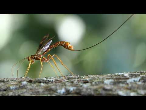 Long-tailed Giant Ichneumonid Wasp lays egg in trunk of dead tree