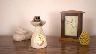 LUCAS THE SPIDER   Naptime    cute spider    jumping spider😍