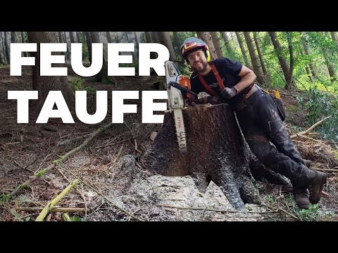 Replacement for HUSQVARNA 550 MARK 2 is STIHL MS 261 C | Petrol chainsaw practical test full thro...