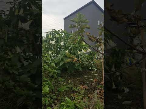 太陽に満ちたプランター用の植物: トップ 5 + おまけに熱波に最も強い花も！  庭園