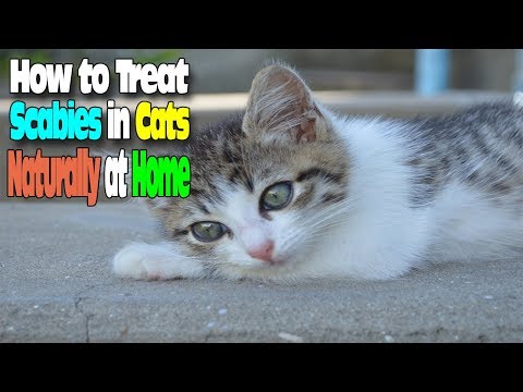 HOW TO TREAT SCABIES IN CATS NATURALLY AT HOME