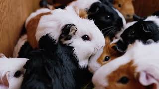 Cute Bunny Video With Naturel❤️😍🐇🐰 #viralvideo #cute #viral #rabbit #animals #youtube #100k #animal
