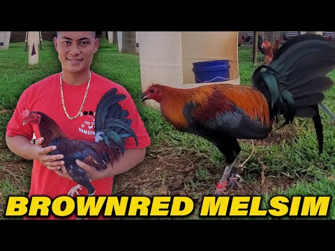 Black Brownred Melsim Albany Kelso Sweater Yellow Leg JORGE FARM Hawaii - Beautiful Birds Farm Visit