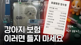 강아지보험 꼭 들어야 할까? 메리츠, DB, KB, 삼성, 현대, 마이브라운 총정리💰