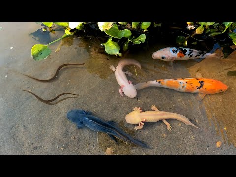 Super Amazing Result With Axolotl Salamande | Found Axoilot KOI Ranchu Oranda Ryuki Betta Snake