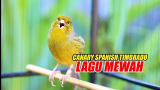 Download lagu CANARY SPANISH TIMBRADO GACOR, MASTERAN KENARI JUARA mp3 Download lagu CANARY SPANISH TIMBRADO GACOR, MASTERAN KENARI JUARA mp3