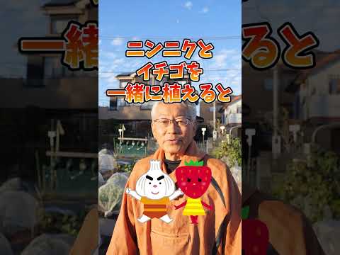 菜園のコンパニオンプランツは野菜側に球根植物を植えないようにします