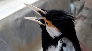 Download lagu Pancingan jalak suren macet/malas bunyi mp3 Download lagu Pancingan jalak suren macet/malas bunyi mp3