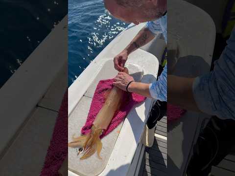Canlı dev kalamara iğne nasıl takılır #fishing #balık