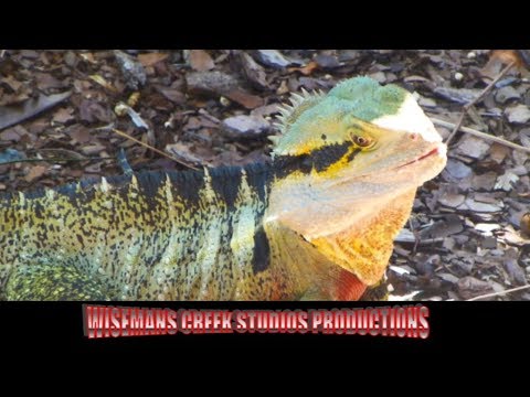 Australian Wildlife Series - Animals - Lizards and Snakes