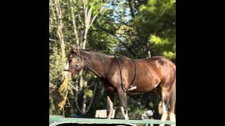 Episode 107 - Sangria Draft Cross Yearling Trailer Loading Experience.