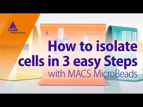 How to Isolate Cells in 3 Easy Steps using MACS MicroBeads