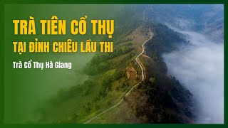 Chè Tiên Hà Giang - Kí Sự Chè Cổ Thụ - Tập 2