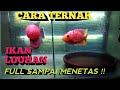 Cara Budidaya Ikan Hias Louhan