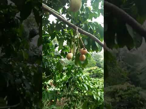 Membeli palu Sterlitamak torus Madu dan kacang-kacangan, yang potensi
