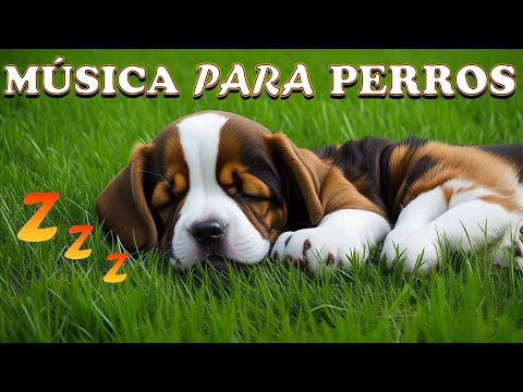 Música para dejar Perros solos en casa | 8 Horas de entretenimiento divertido para perros aburridos