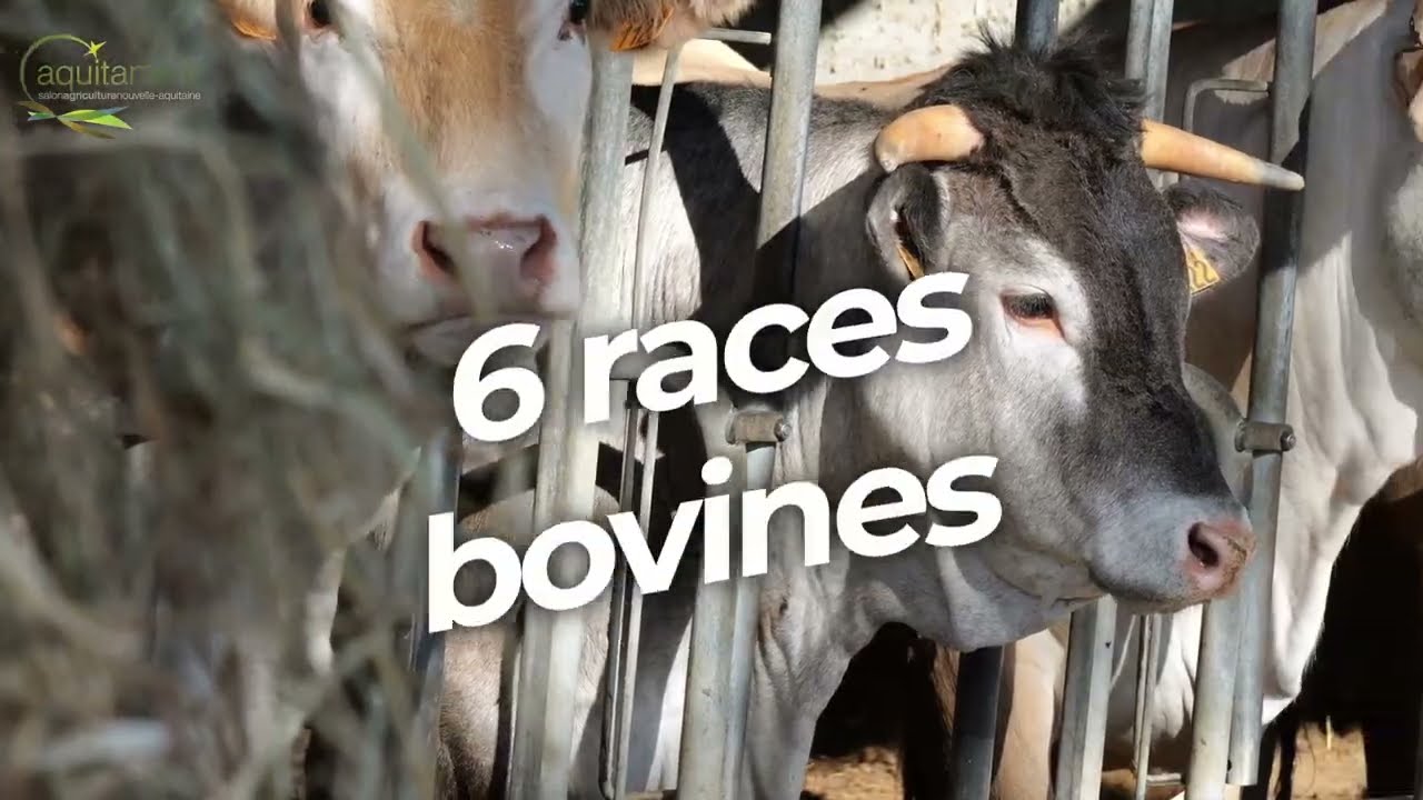 Aquitanima : plus de 400 animaux au Salon de l'agriculture de Bordeaux