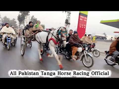 Neeli Patang Ghori Short Clip 06/12/2025 || Tanga Race || #horse #horseriding #horses 