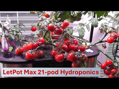 Tomatoes & Eggplants - LetPot Max 21-pod Hydroponics System | A real review