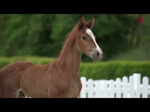 05 Carlson B Hengst v. Cosmo Royale - Donchester