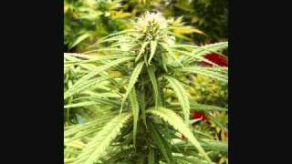 Smoke DZA - crazy glue C&amp;S by mii_0001.wmv