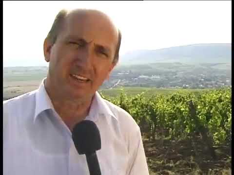 Tolcsva Bor Kft  Sajgó Pincészet 360p