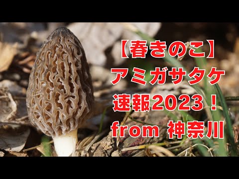 アミガサタケについて詳しく解説