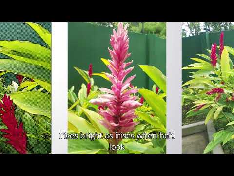 zamir flowers in my soul