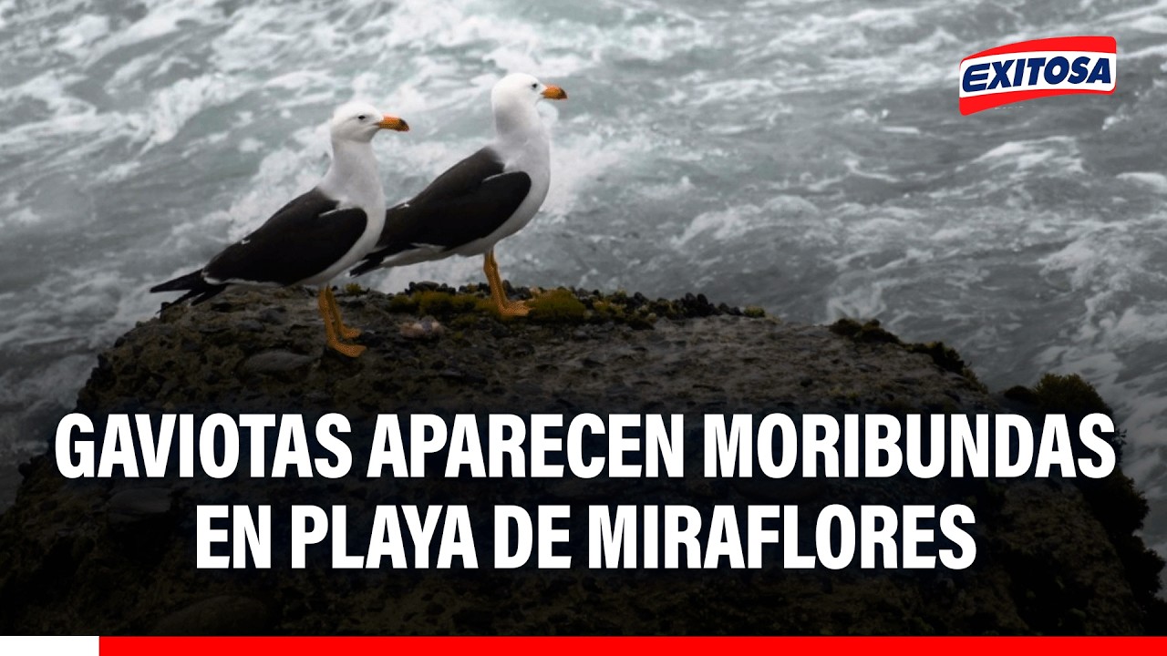 🔴🔵 Alerta en Miraflores: Gaviotas y otras aves aparecen moribundas en la orilla de playa Makaha