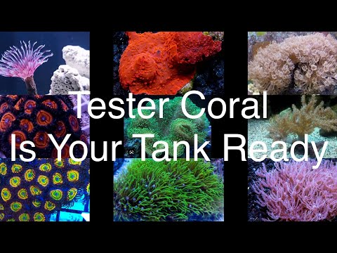 Tester Corals - What Makes A Good Tester Coral? Saltwater Reef Aquarium