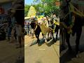 Mass Bull Friendship Black White Pose Jallikattu Trendingshorts Reels Story