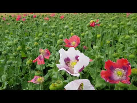 Ein Mohntag im Wanderdorf