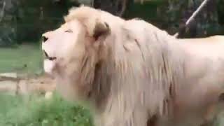 Download lagu Bang medan(dubbing medan) mp3 Download lagu Bang medan(dubbing medan) mp3