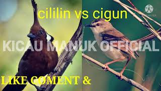 Download lagu suara MASTERAN burung juara CILILIN VS CIGUN tembakan rapat mp3 Download lagu suara MASTERAN burung juara CILILIN VS CIGUN tembakan rapat mp3
