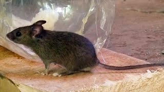 Very Clever Mouse escapes from Plastic bottle Mouse Trap - Animalz TV