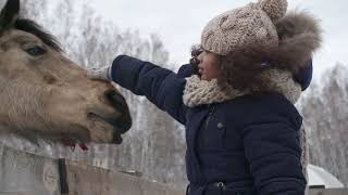 amazing horses#kind of most beautiful horses